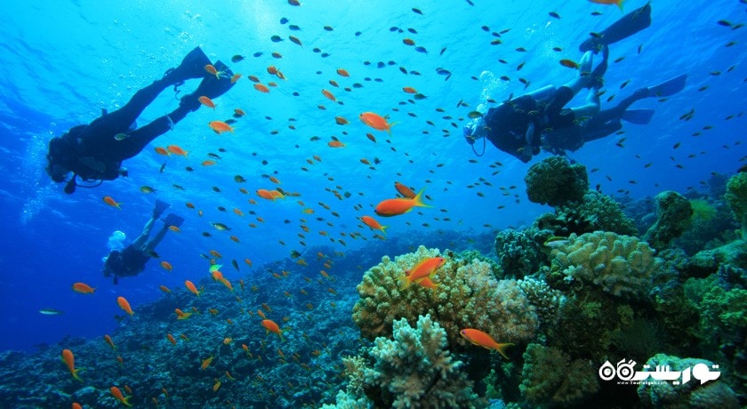 سرگرمی غواصی در دبی شهر امارات متحده عربی کشور دبی