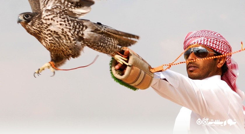 سرگرمی تماشای شاهین در دبی شهر امارات متحده عربی کشور دبی