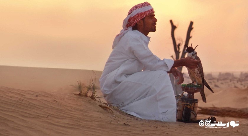 سرگرمی تماشای شاهین در دبی شهر امارات متحده عربی کشور دبی