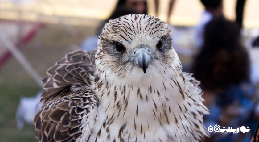 سرگرمی تماشای شاهین در دبی شهر امارات متحده عربی کشور دبی