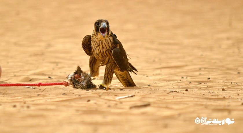 تماشای شاهین در دبی -  شهر دبی