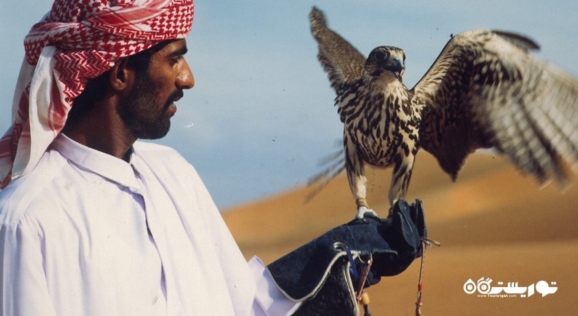 سرگرمی تماشای شاهین در دبی شهر امارات متحده عربی کشور دبی