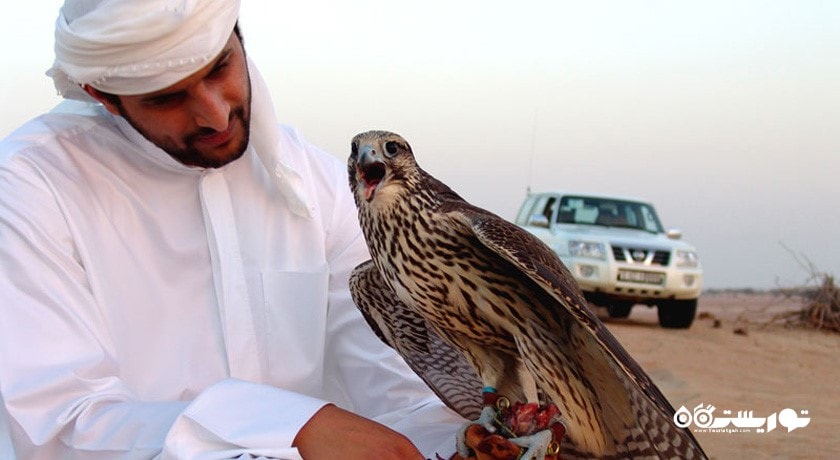 تماشای شاهین در دبی -  شهر دبی