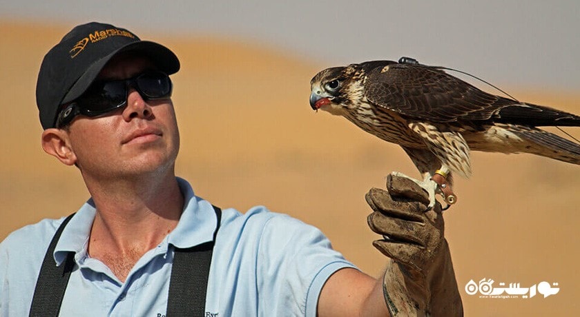 سرگرمی تماشای شاهین در دبی شهر امارات متحده عربی کشور دبی