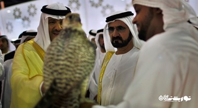 سرگرمی تماشای شاهین در دبی شهر امارات متحده عربی کشور دبی