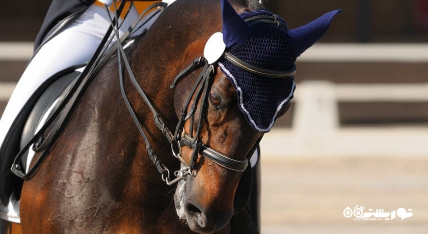 اسب سواری دبی -  شهر دبی