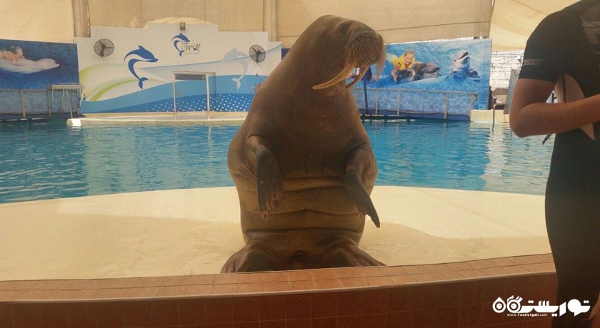 سرگرمی تروی آکوا (پارک آبی تروی) شهر ترکیه کشور آنتالیا