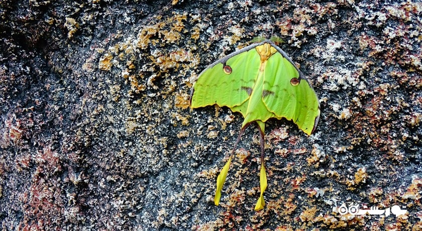 سرگرمی باغ پروانه های گرمسیری قونیه شهر ترکیه کشور قونیه