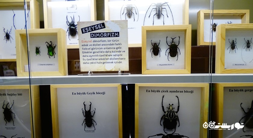 سرگرمی باغ پروانه های گرمسیری قونیه شهر ترکیه کشور قونیه