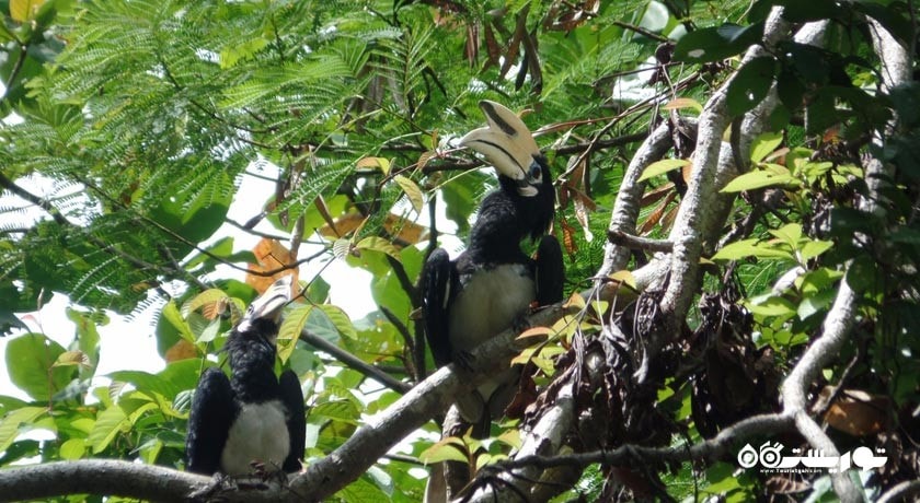 سرگرمی ساحل بنانا شهر تایلند کشور پوکت