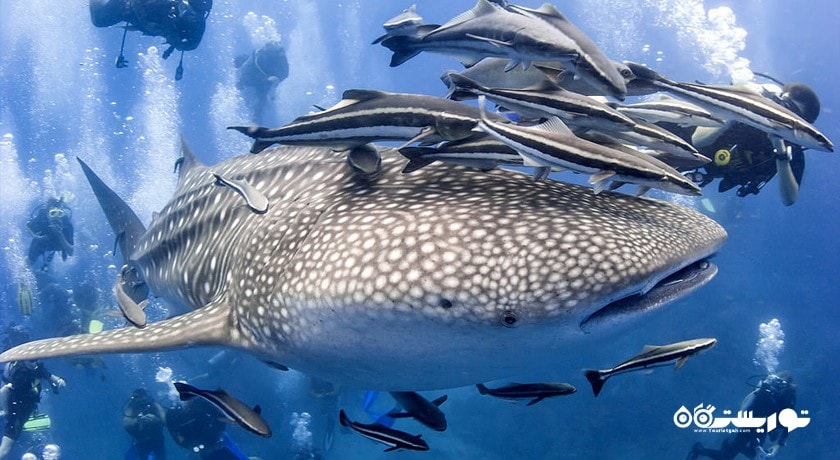 غواصی در پوکت -  شهر پوکت