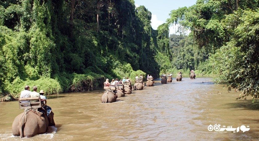 سرگرمی فیل سواری در جنگل شهر تایلند کشور پوکت