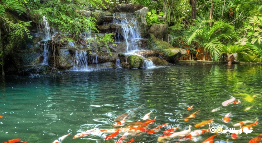 باغ گیاه شناسی پوکت -  شهر پوکت