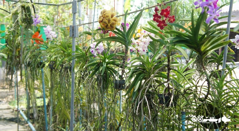 سرگرمی مزرعه ارکیده پوکت شهر تایلند کشور پوکت