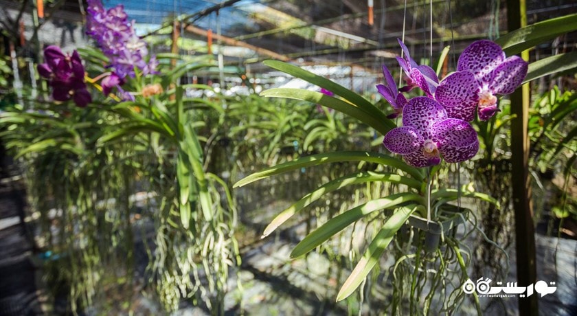 سرگرمی مزرعه ارکیده پوکت شهر تایلند کشور پوکت