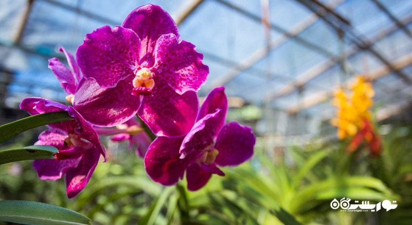 سرگرمی مزرعه ارکیده پوکت شهر تایلند کشور پوکت