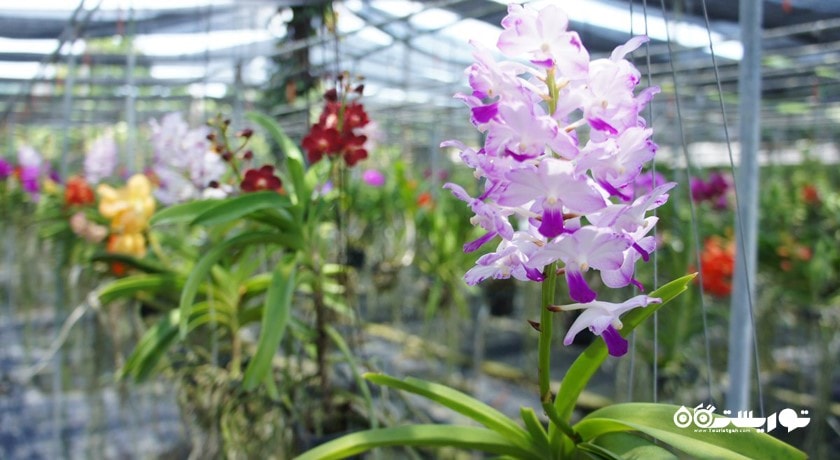 سرگرمی مزرعه ارکیده پوکت شهر تایلند کشور پوکت