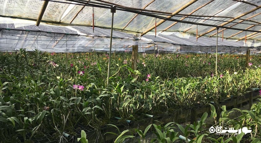 سرگرمی مزرعه ارکیده پوکت شهر تایلند کشور پوکت