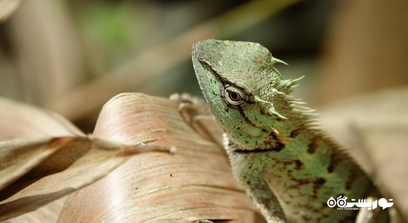 پارک ملی کا پرا تائو -  شهر پوکت