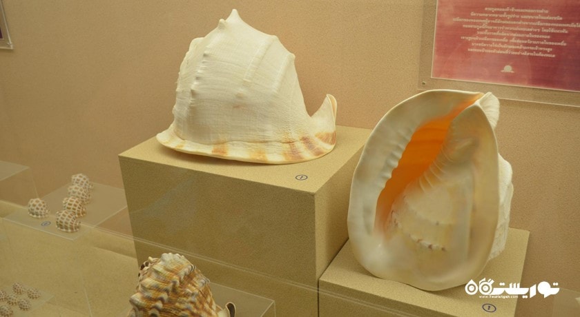  موزه صدف های دریایی پوکت شهر تایلند کشور پوکت