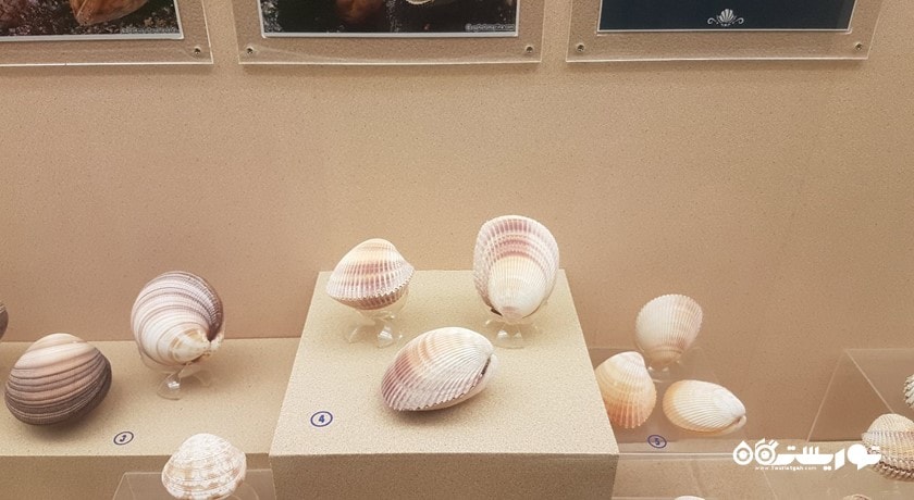  موزه صدف های دریایی پوکت شهر تایلند کشور پوکت