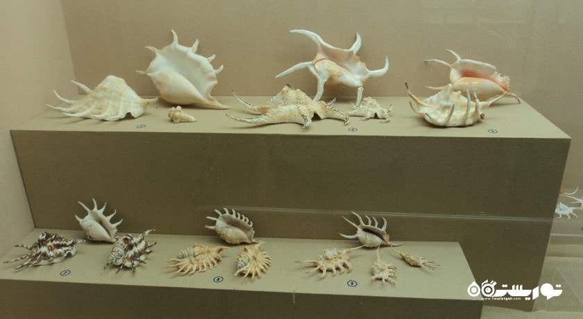  موزه صدف های دریایی پوکت شهر تایلند کشور پوکت