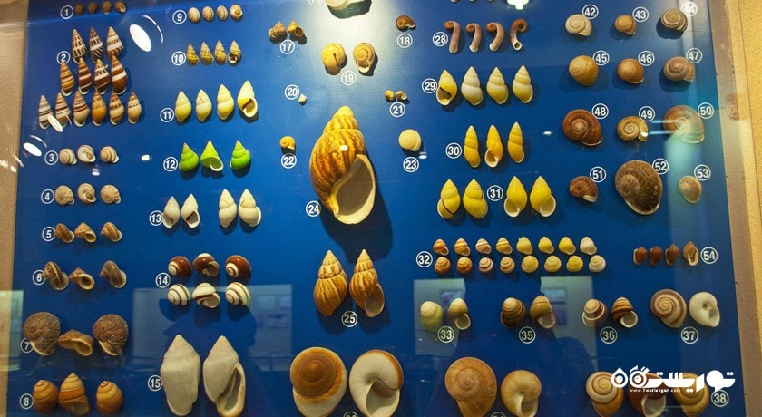  موزه صدف های دریایی پوکت شهر تایلند کشور پوکت