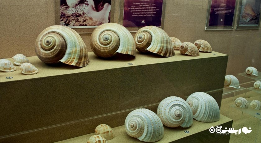  موزه صدف های دریایی پوکت شهر تایلند کشور پوکت