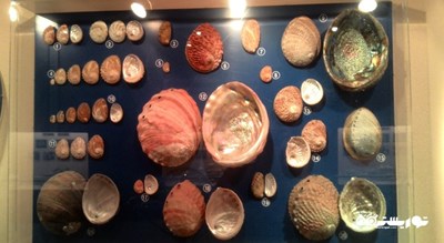  موزه صدف های دریایی پوکت شهر تایلند کشور پوکت