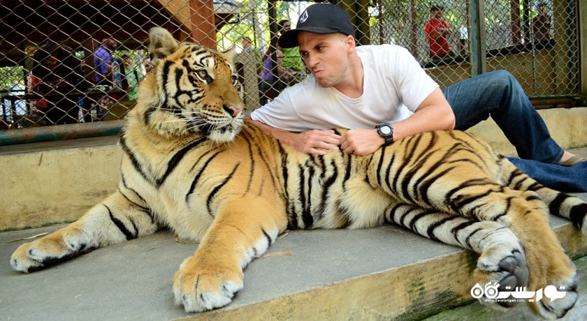 سرگرمی پادشاهی ببر شهر تایلند کشور پوکت