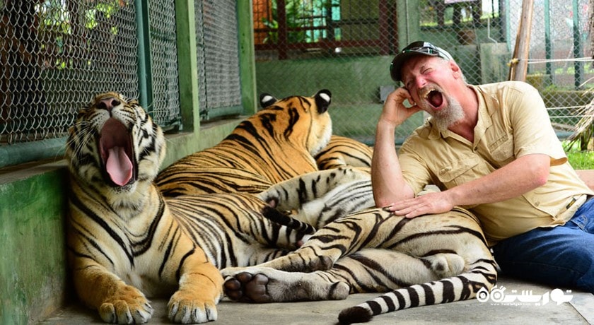سرگرمی پادشاهی ببر شهر تایلند کشور پوکت