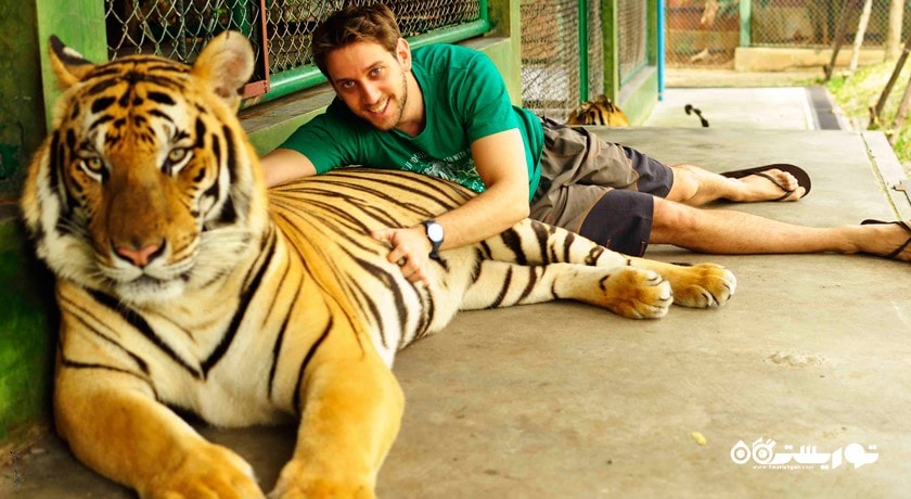 سرگرمی پادشاهی ببر شهر تایلند کشور پوکت