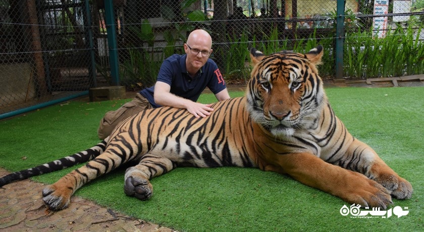 سرگرمی پادشاهی ببر شهر تایلند کشور پوکت