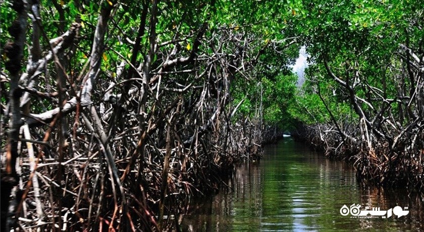 جنگل حرا -  شهر قشم