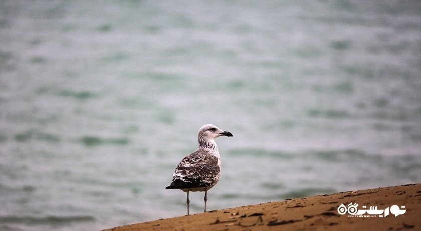  خلیج گواتر شهرستان سیستان و بلوچستان استان چابهار