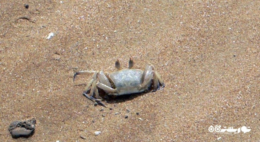 خلیج گواتر -  شهر چابهار