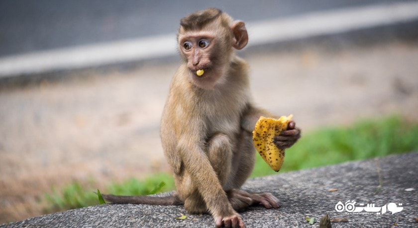 سرگرمی بازدید از تپه میمون ها در شهر پوکت شهر تایلند کشور پوکت
