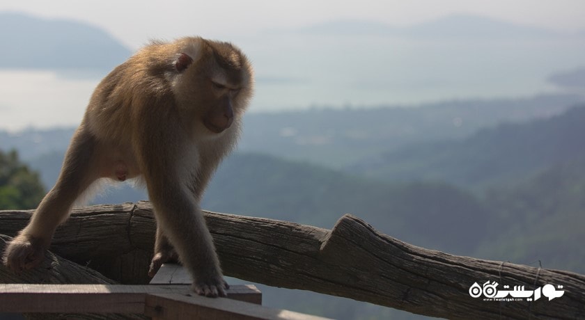 سرگرمی بازدید از تپه میمون ها در شهر پوکت شهر تایلند کشور پوکت
