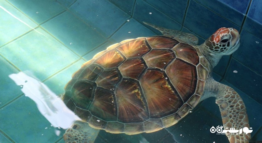 سرگرمی آکواریوم پوکت شهر تایلند کشور پوکت