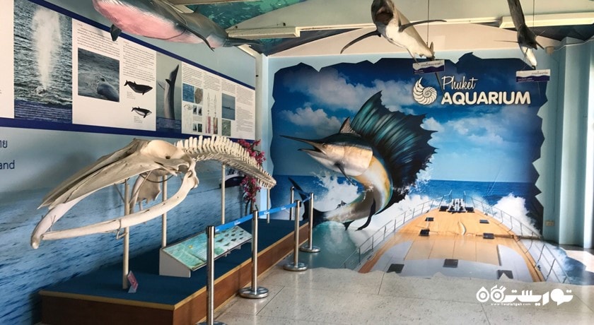 سرگرمی آکواریوم پوکت شهر تایلند کشور پوکت