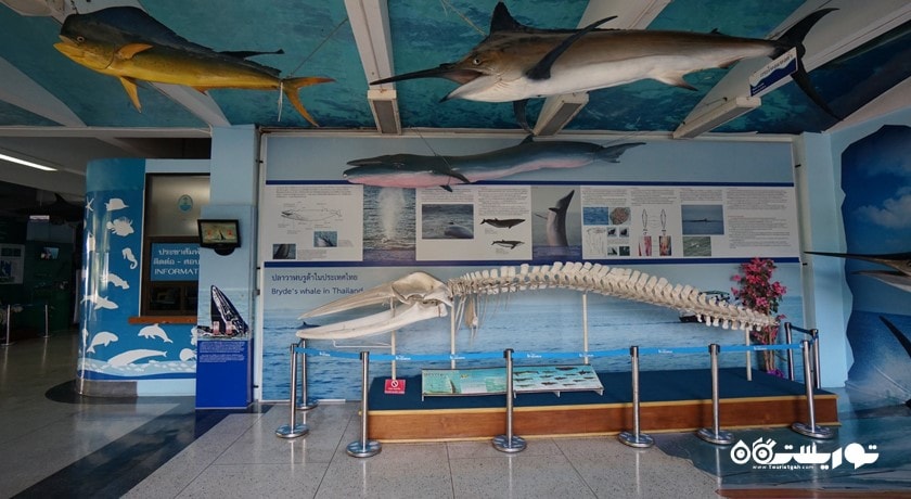 سرگرمی آکواریوم پوکت شهر تایلند کشور پوکت