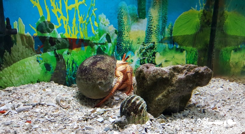 سرگرمی آکواریوم پوکت شهر تایلند کشور پوکت