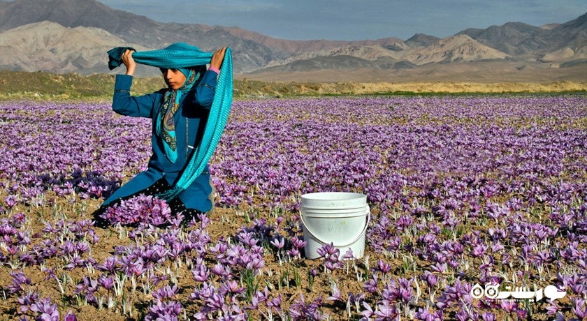 تربت حیدریه -  شهر خراسان رضوی