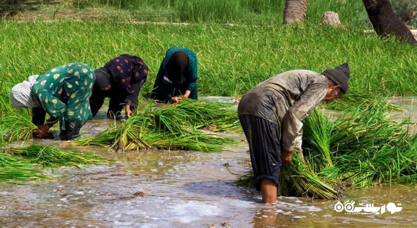 روستای ازمیغان -  شهر خراسان جنوبی