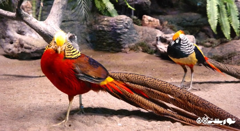  آکواریوم آنتالیا شهر ترکیه کشور آنتالیا