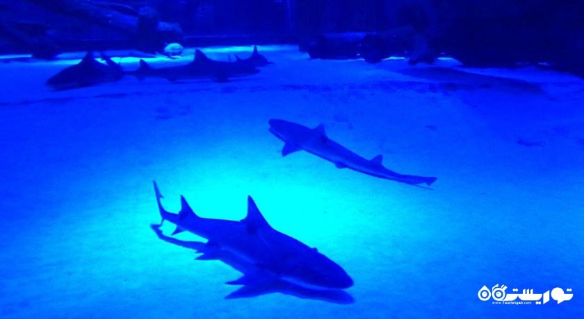  آکواریوم آنتالیا شهر ترکیه کشور آنتالیا