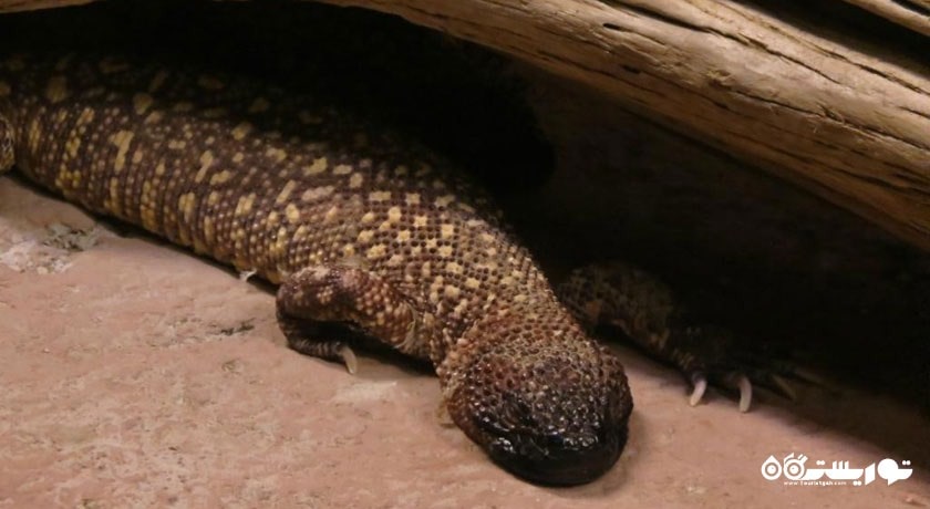  آکواریوم آنتالیا شهر ترکیه کشور آنتالیا