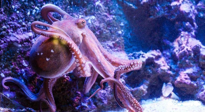  آکواریوم آنتالیا شهر ترکیه کشور آنتالیا