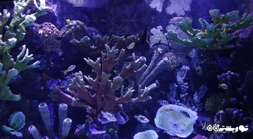  آکواریوم آنتالیا شهر ترکیه کشور آنتالیا