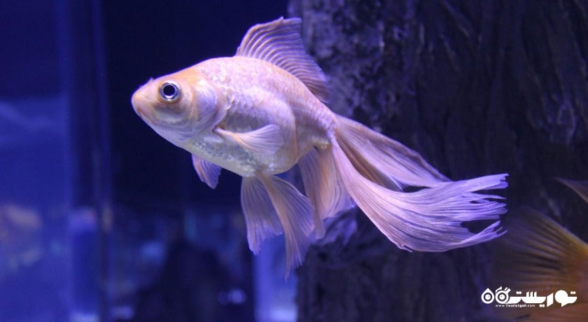  آکواریوم آنتالیا شهر ترکیه کشور آنتالیا